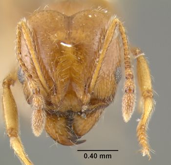 Media type: image;   Entomology 20767 Aspect: head frontal view
